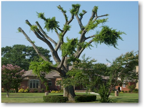 Tree Topping